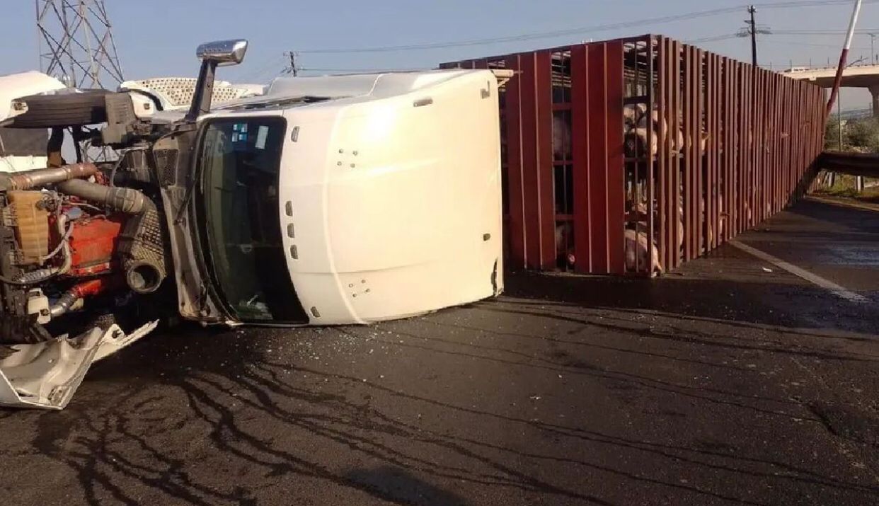 Video Tr Iler Que Transportaba Cerdos Volc En Cdmx Provocando Que