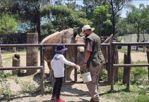 Zoológico de Morelia ofrece una aventura educativa este viernes