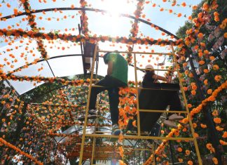 Morelia se viste de colores y olores del cempasúchil