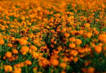 ¡Que tus flores no terminen en la basura! Haz composta con cempasúchil en 4 pasos