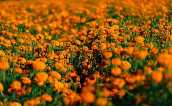 ¡Que tus flores no terminen en la basura! Haz composta con cempasúchil en 4 pasos