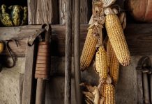 Michoacán publica mecánica operativa del apoyo complementario al precio del maíz