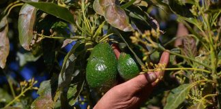 Zona aguacatera y región Uruapan contarán con Centro de Fusión e Inteligencia contra la extorsión: Bedolla