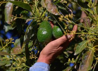 Zona aguacatera y región Uruapan contarán con Centro de Fusión e Inteligencia contra la extorsión: Bedolla