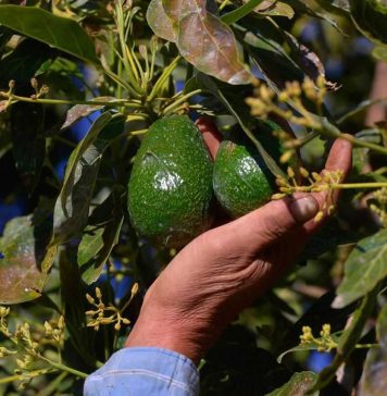 Zona aguacatera y región Uruapan contarán con Centro de Fusión e Inteligencia contra la extorsión: Bedolla