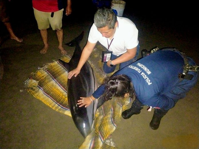 delfin rescate