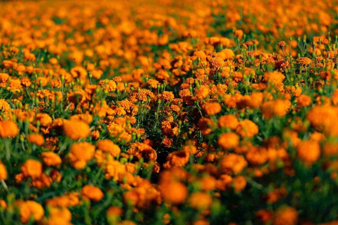 flor-compressed