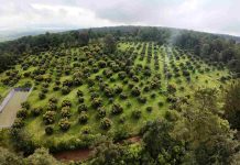 Michoacán expondrá avances del Guardián Forestal en Brasil: Secma
