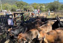 Saderm apoya a productores ganaderos con vacunación bovina