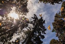 Santuarios de la Mariposa Monarca, de los imperdibles en Michoacán