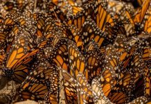 Fortalece Sectur calidad de servicios en santuarios de la Mariposa Monarca