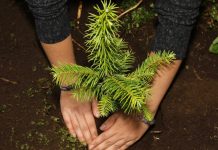 Reforestadas más de 2 mil hectáreas en la Reserva de la Biosfera de la Mariposa Monarca