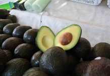 Michoacán avanza hacia la Indicación Geográfica del Aguacate para 2026: Sedeco