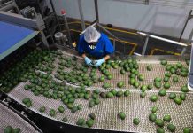 Libre de deforestación el 90% del aguacate de exportación: Secma