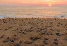 #Video | Descubre el santuario de las tortugas marinas en la Costa Michoacana y sé testigo de su nacimiento