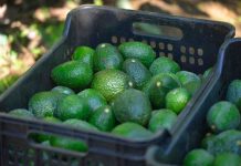 Costco EUA se suma a la venta de aguacate libre de deforestación: Secma