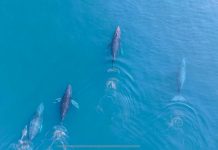 Regresan las ballenas jorobadas al Pacífico michoacano: Compesca