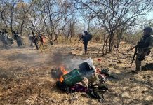 SSP destruye en Buenavista campamento ilícito y asegura 3 vehículos con reporte de robo