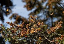 Guardia Civil garantiza una visita segura a los Santuarios de la Mariposa Monarca