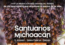 Senguio invita a visitar santuario de las Mariposas Monarca esta temporada: Sectur