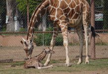 ¡Nuevo habitante en la manada! Nace jirafa reticulada en el Zoológico de Morelia