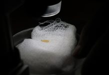 Detectan primer caso aislado de gusano barrenador en Villa Madero: Sader