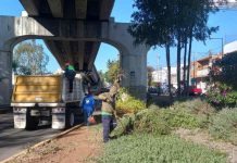 Permanentes, acciones de poda sanitaria en Morelia