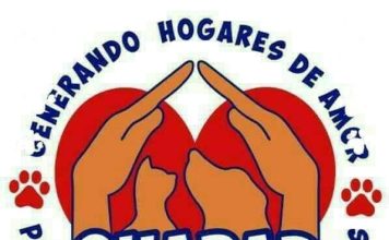 Prensa Animalista de Michoacán