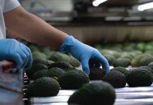 Aguacate michoacano llegará al Super Bowl con sello ambiental
