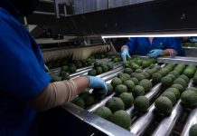 EE. UU. reanudará exportación de aguacate a partir de este 8 de agosto: Bedolla