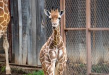 ¡A votar! Abre Zoológico convocatoria para nombrar a su nueva cría de jirafa