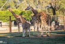La nueva jirafita de Zoológico de Morelia ya está con su manada