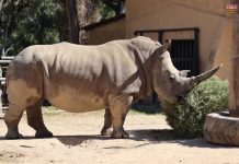 Zoológico de Morelia te invita a reciclar tu arbolito