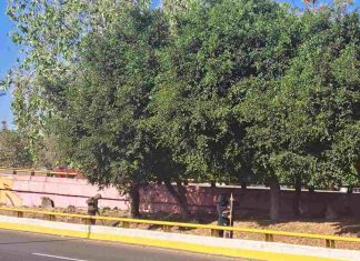 Gobierno de Morelia embellece espacios públicos con atención a sus áreas verdes
