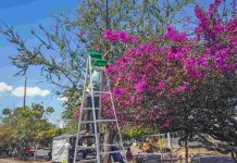 Jiquilpan mantiene sus áreas verdes con trabajos permanentes de poda y limpieza