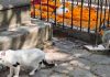 Se brinda cuidado y protección a gatos del Panteón de Morelia: Minerva Bautista