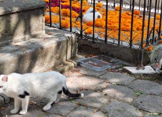 Se brinda cuidado y protección a gatos del Panteón de Morelia: Minerva Bautista