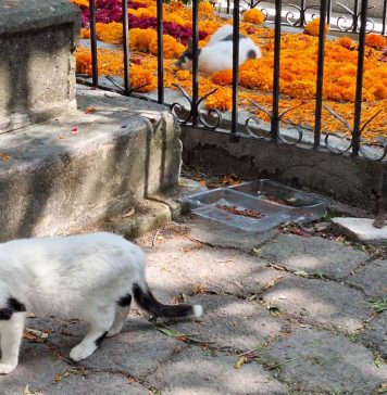 Se brinda cuidado y protección a gatos del Panteón de Morelia: Minerva Bautista