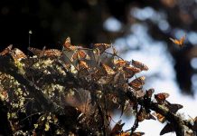 Inversión de 1 mdd fortalece la protección de la Reserva de la Biósfera de la Mariposa Monarca