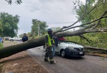 Muere joven tras caída de árbol sobre vehículo en Villa Jiménez. Esto se sabe de la tragedia. #GaleríaFotos