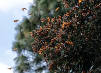 Guardián Forestal, escudo de la Mariposa Monarca en Michoacán: Secma