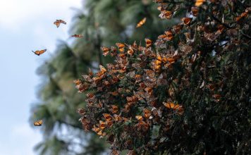 Guardián Forestal, escudo de la Mariposa Monarca en Michoacán: Secma