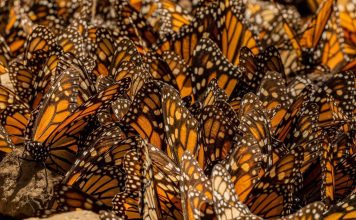 ¡Aún hay oportunidad para visitar los santuarios de la Mariposa Monarca! #GaleríaFotográfica