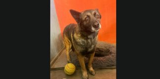 Atiende el IMPA con oportunidad denuncia ciudadana y pone a salvo a ejemplar canino