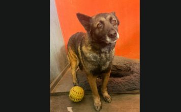 Atiende el IMPA con oportunidad denuncia ciudadana y pone a salvo a ejemplar canino