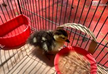 Ya devolvieron el patito sustraído del Zoológico de Morelia; autoridades llaman a respetar la fauna silvestre