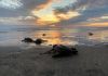 Aún estás a tiempo para ir a liberar tortugas en las playas de Michoacán