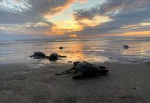Aún estás a tiempo para ir a liberar tortugas en las playas de Michoacán