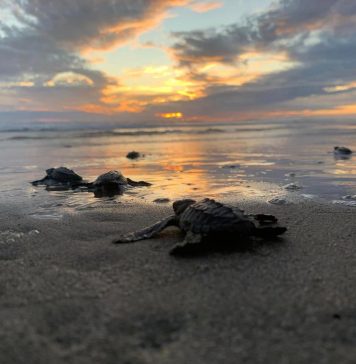 Aún estás a tiempo para ir a liberar tortugas en las playas de Michoacán