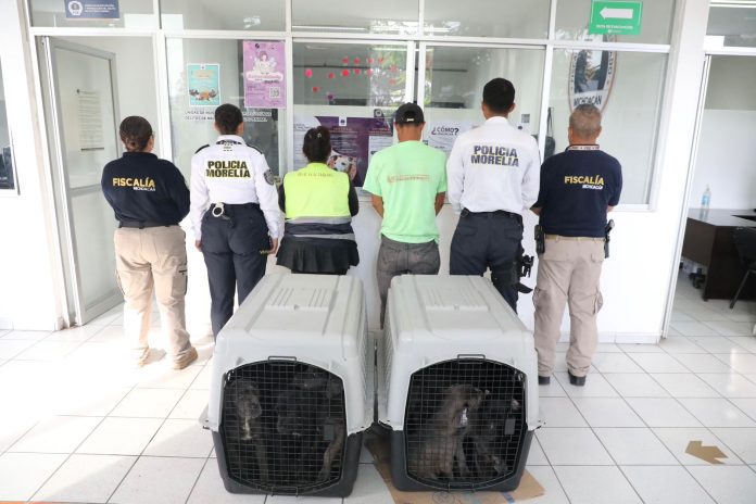 venta ilegal de perros